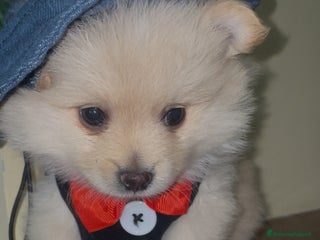 Volpino Pomerania cani Volpino Spitz tedesco nano - Annuncio 35