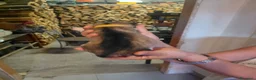 Alaskan Malamute cani in vendita: cucciolata di Alaskan Malamute - Annuncio 9