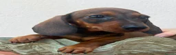 Bassotto cani in vendita: Bassotti  - Annuncio 2