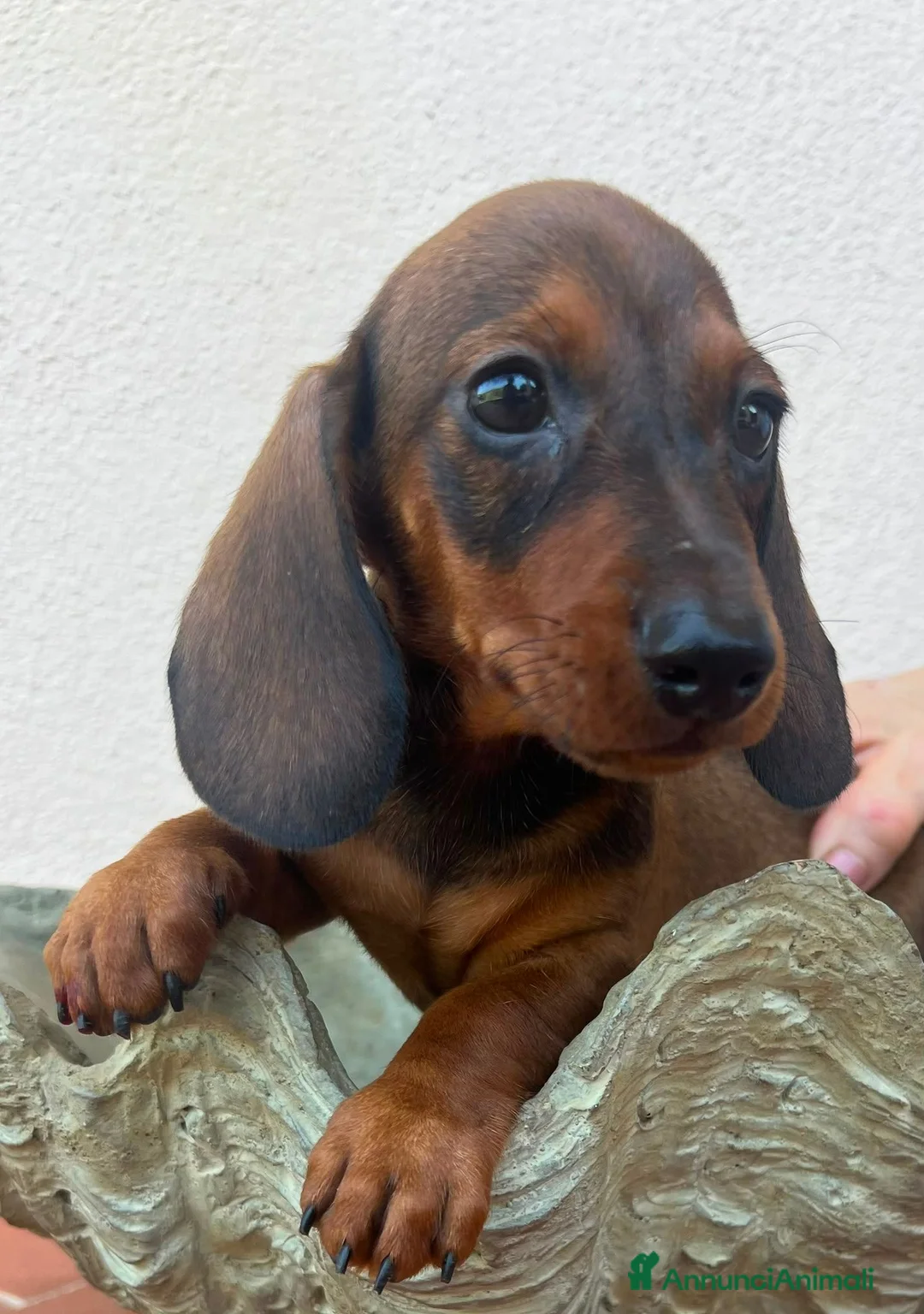 Bassotto cani in vendita: Bassotti  - Annuncio 2