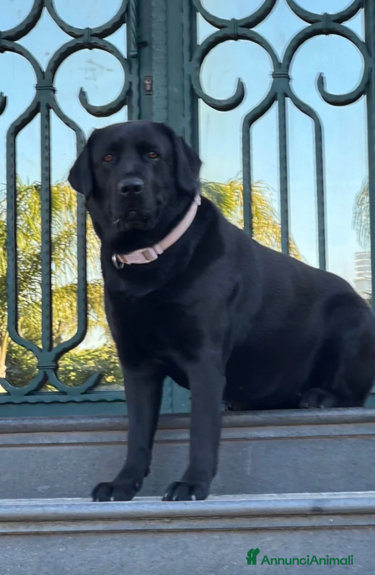 Labrador cani Labrador neri cuccioli - Annuncio 1