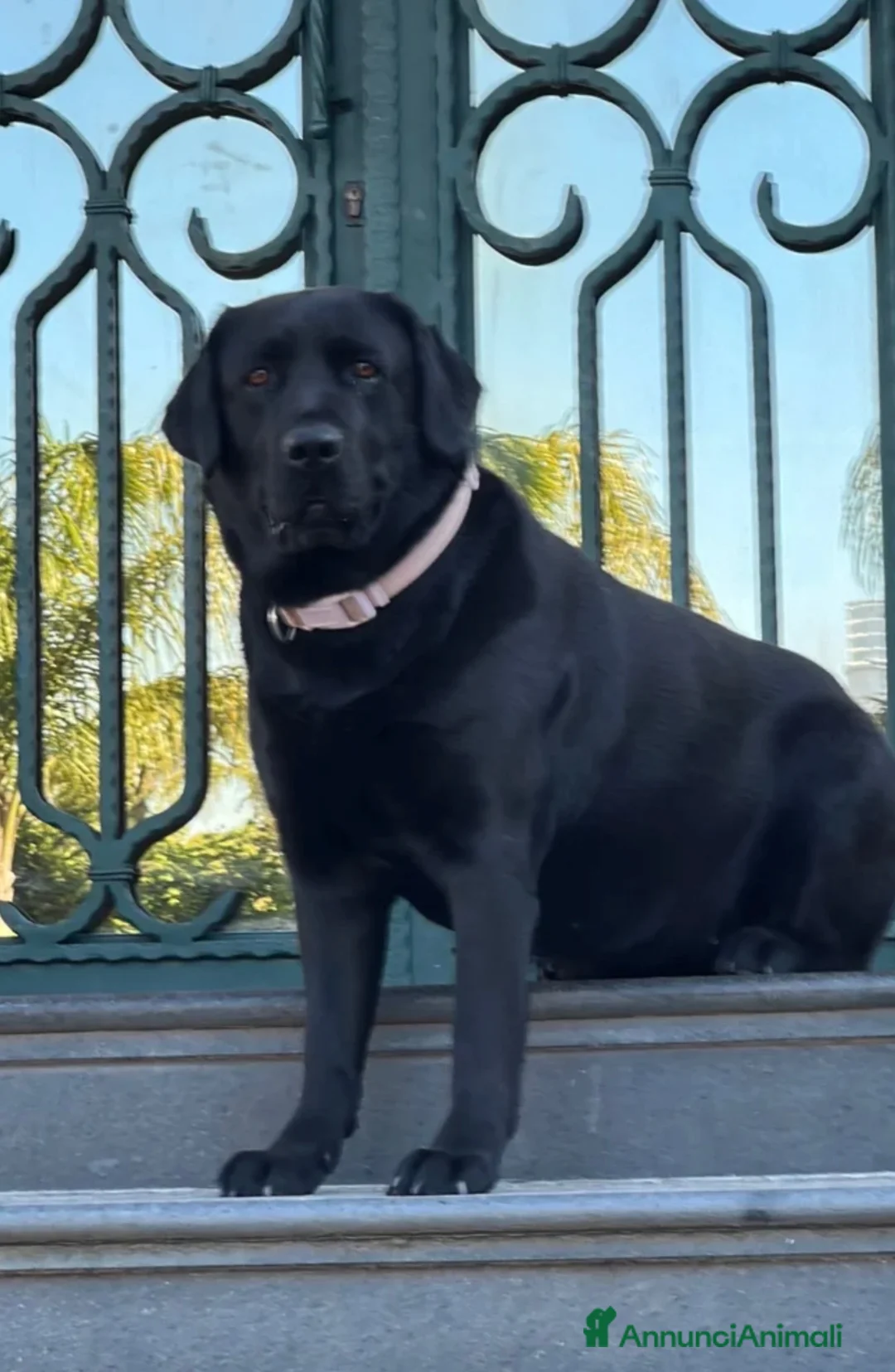Labrador cani in vendita: Labrador neri cuccioli - Annuncio 1