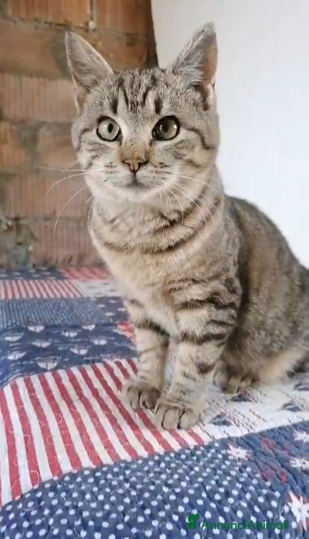 Altre razze gatti in regalo: GATTINI - Annuncio 4