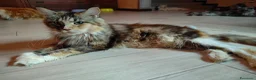 Maine Coon gatti in vendita: PEPITA - Annuncio 6