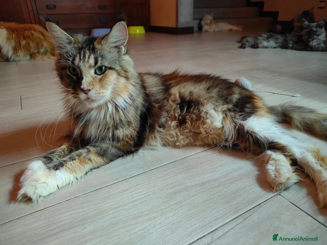 Maine Coon gatti in vendita: PEPITA - Annuncio 6