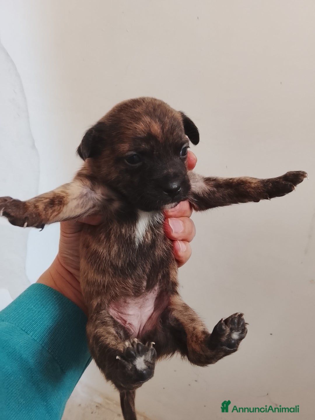 Meticcio cani in vendita: 7 cuccioli incrocio fra Bulldog francese e meticci - Annuncio 5