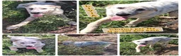 Meticcio cani in regalo: LIVIA 🩷 HA VOGLIA DI FIDARSI: TIMIDA E DOLCE. a Città Metropolitana di Bologna - Annuncio 11