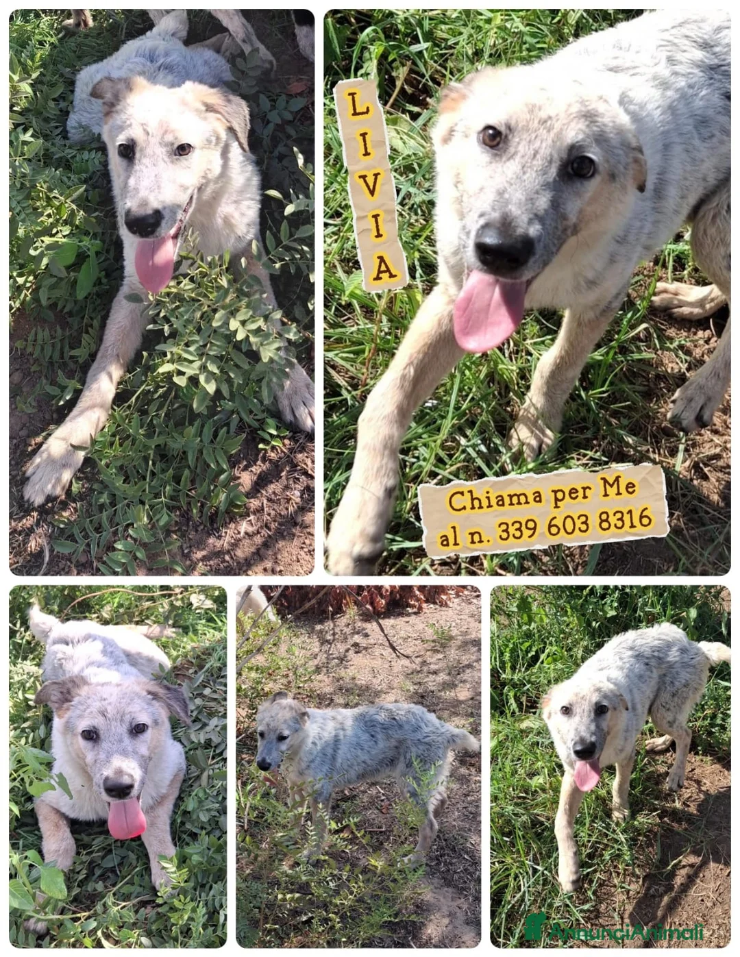 Meticcio cani in regalo: LIVIA 🩷 HA VOGLIA DI FIDARSI: TIMIDA E DOLCE. a Città Metropolitana di Bologna - Annuncio 11