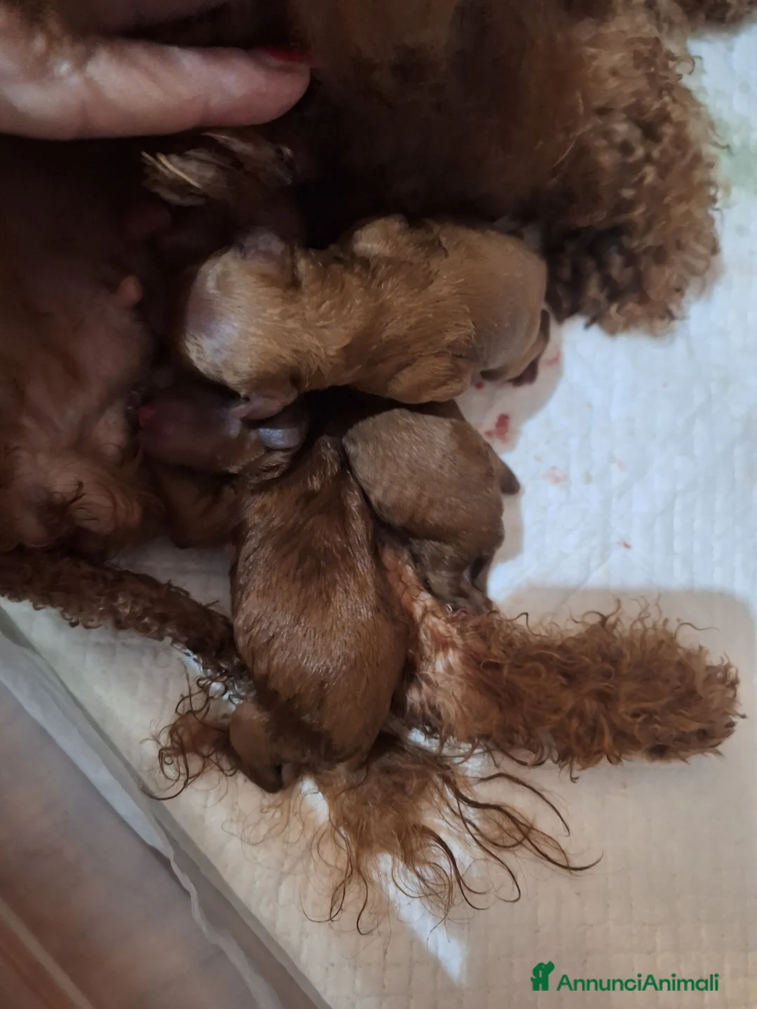 Barboncino Toy cani in vendita: Barb9ncino mini toy - Annuncio 2