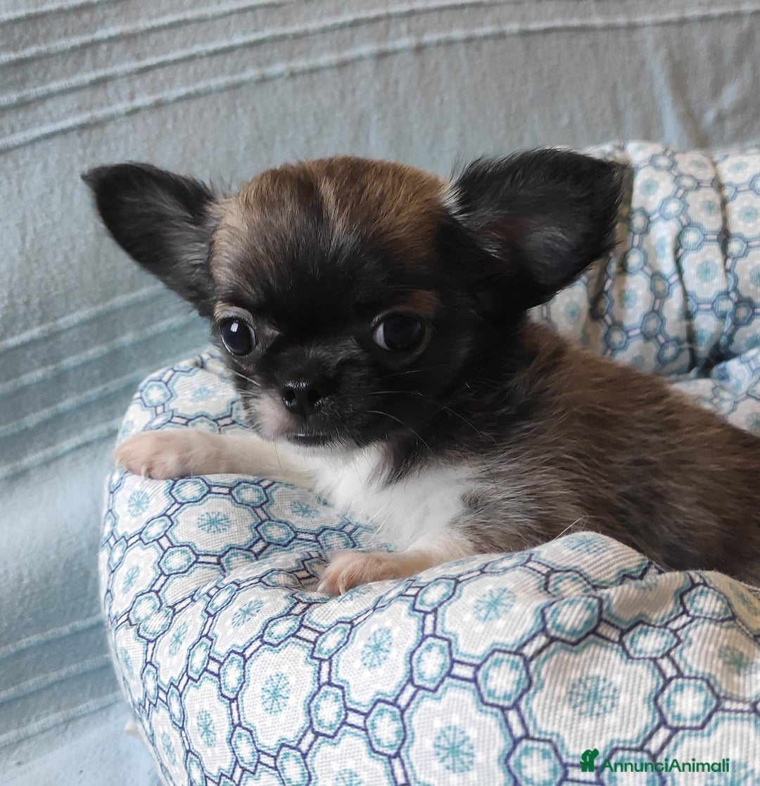 Chihuahua cani in vendita: cuccioli di cihuahua a pelo lungo a Molinella - Immagine 7