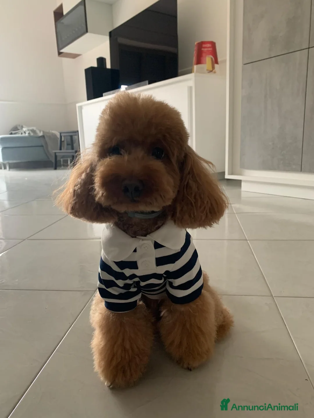 Barboncino Toy cani per accoppiamento: Toy red - Annuncio 2