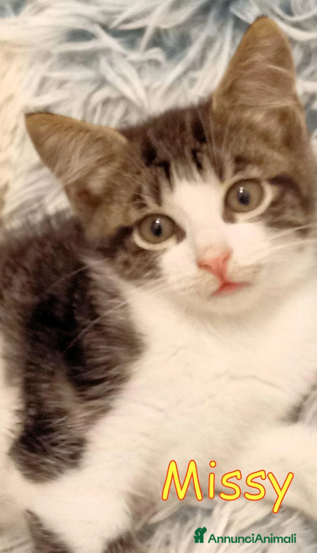 Europeo gatti in regalo: MISSY GATTINA A PELO SEMILUNGO a Città metropolitana di Roma Capitale - Annuncio 2