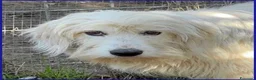 Meticcio cani in regalo: PEGGIO giovane spinoncino un po'timoroso a Provincia di Parma - Annuncio 3