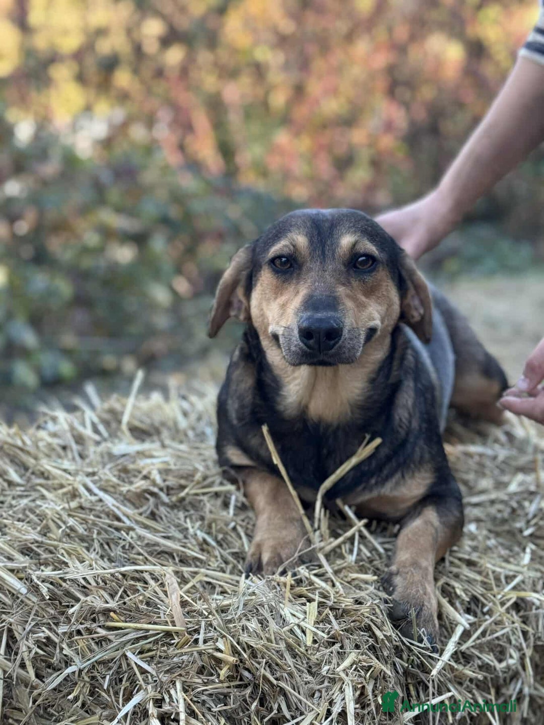 Meticcio cani in regalo: OLIVE, tenera cagnolina dalle ZAMPE CORTE! - Annuncio 1
