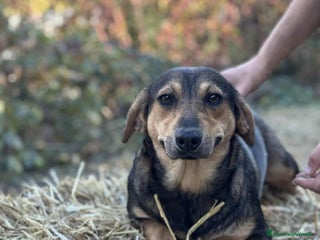 Meticcio cani OLIVE, tenera cagnolina dalle ZAMPE CORTE! - Annuncio 3