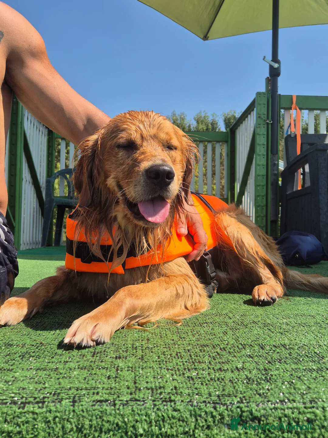 Golden Retriever cani per accoppiamento: Aron cerca fidanzatina - Annuncio 9