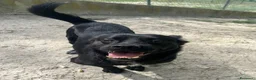 Meticcio cani in regalo: OBELIX giovane simpatico piccoletto a Città Metropolitana di Firenze - Annuncio 6