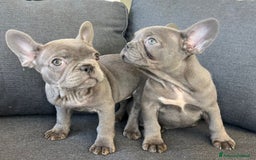 Bulldog Francese cani in vendita: Bulldog francese  - Immagine 7