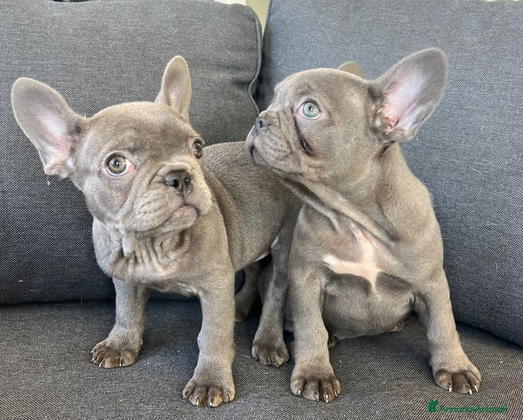 Bulldog Francese cani in vendita: Bulldog francese  - Annuncio 7