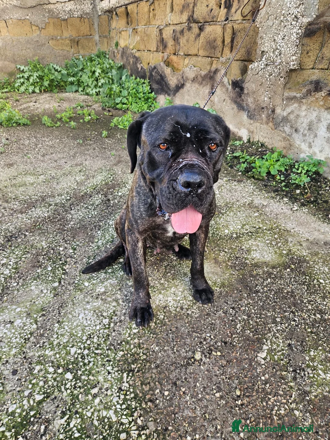 Cane Corso cani in regalo: Lucia: cane corso maltrattata dolcissima  - Annuncio 12