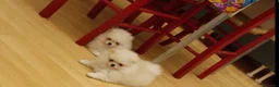 Volpino Pomerania cani in vendita: Volpino di Pomerania  - Annuncio 8