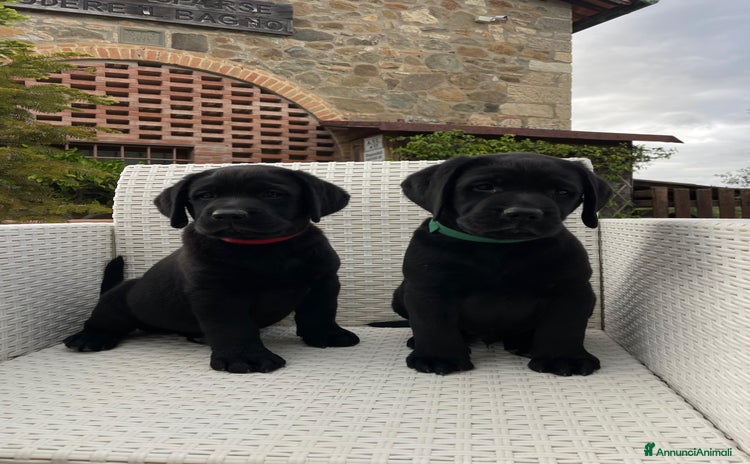 Labrador cani a Province of Siena - Annuncio 2