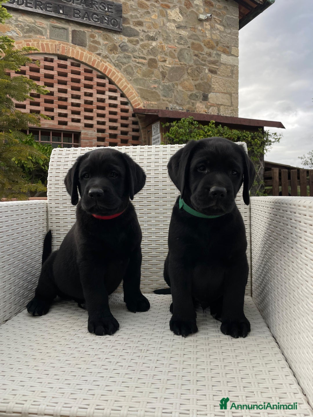 Labrador cani in vendita: Cuccioli Labrador neri a Province of Siena - Immagine 1