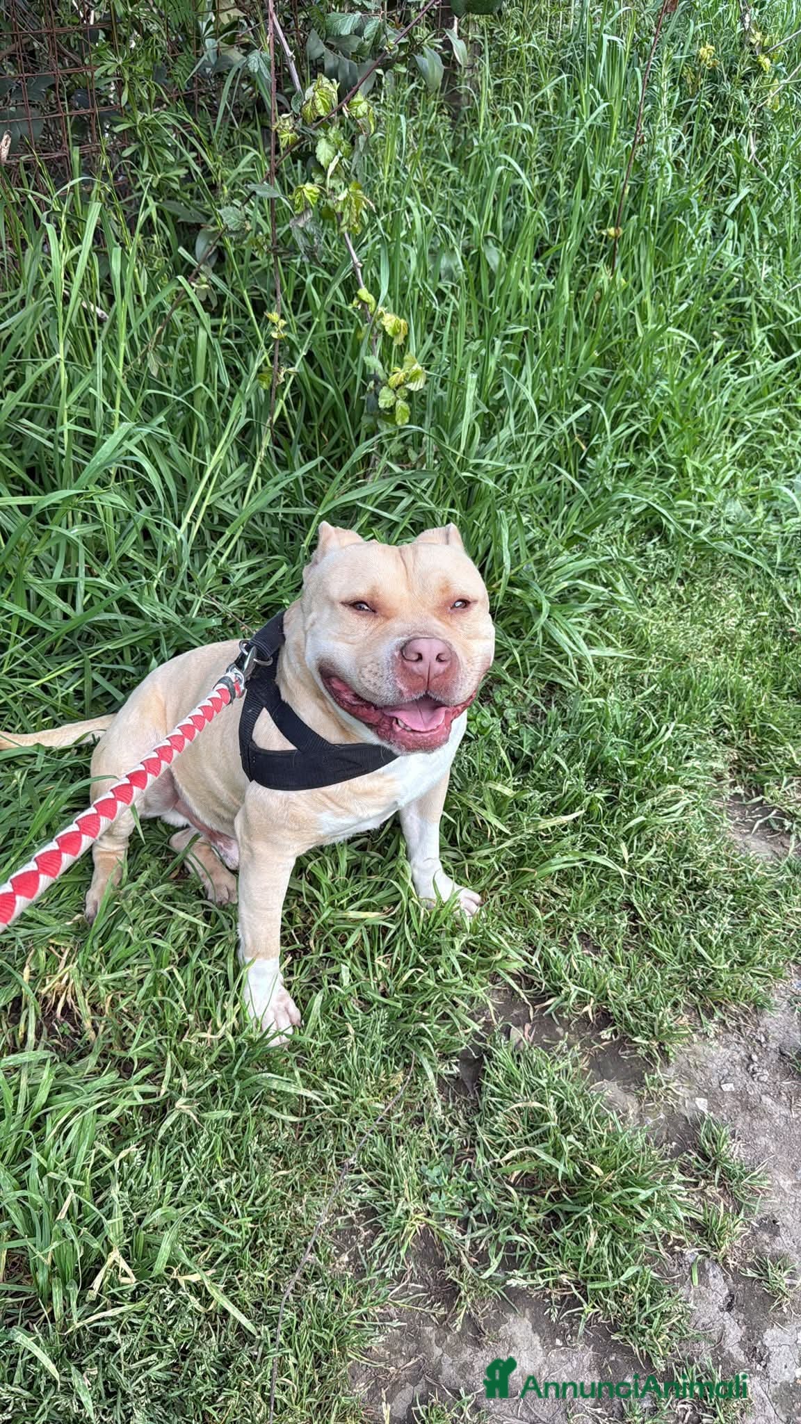 Meticcio cani Victor, incrocio pittbull! (5 anni)  - Annuncio 26