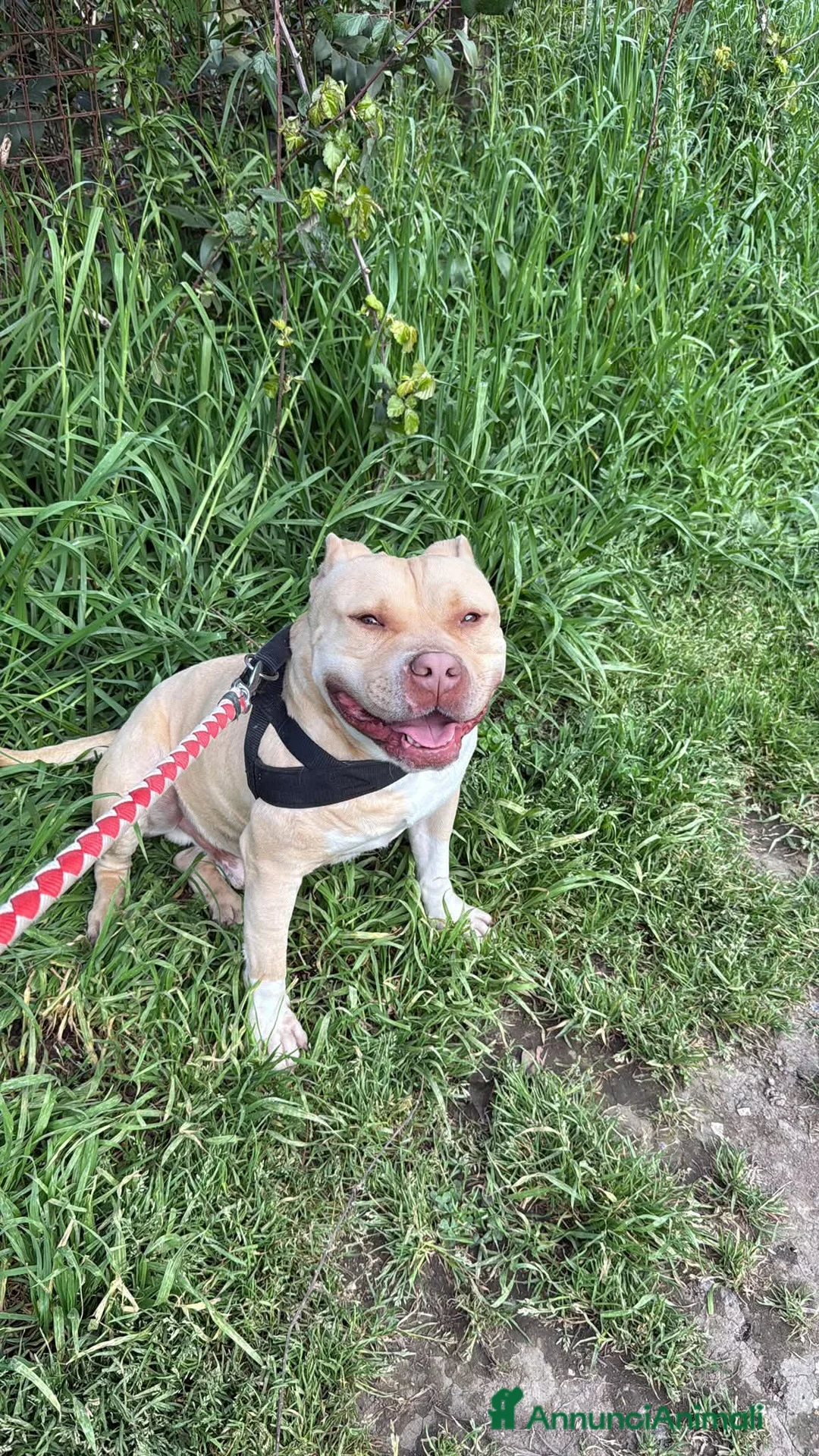 Meticcio cani in regalo: Victor, incrocio pittbull! (5 anni)  - Annuncio 1