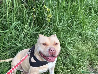 Meticcio cani Victor, incrocio pittbull! (5 anni) - Annuncio 26