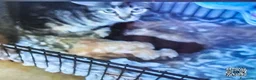 Europeo gatti in regalo: GATTINI EUROPEI - Annuncio 1