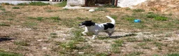 Meticcio cani in regalo: Pedro in adozione - Annuncio 7