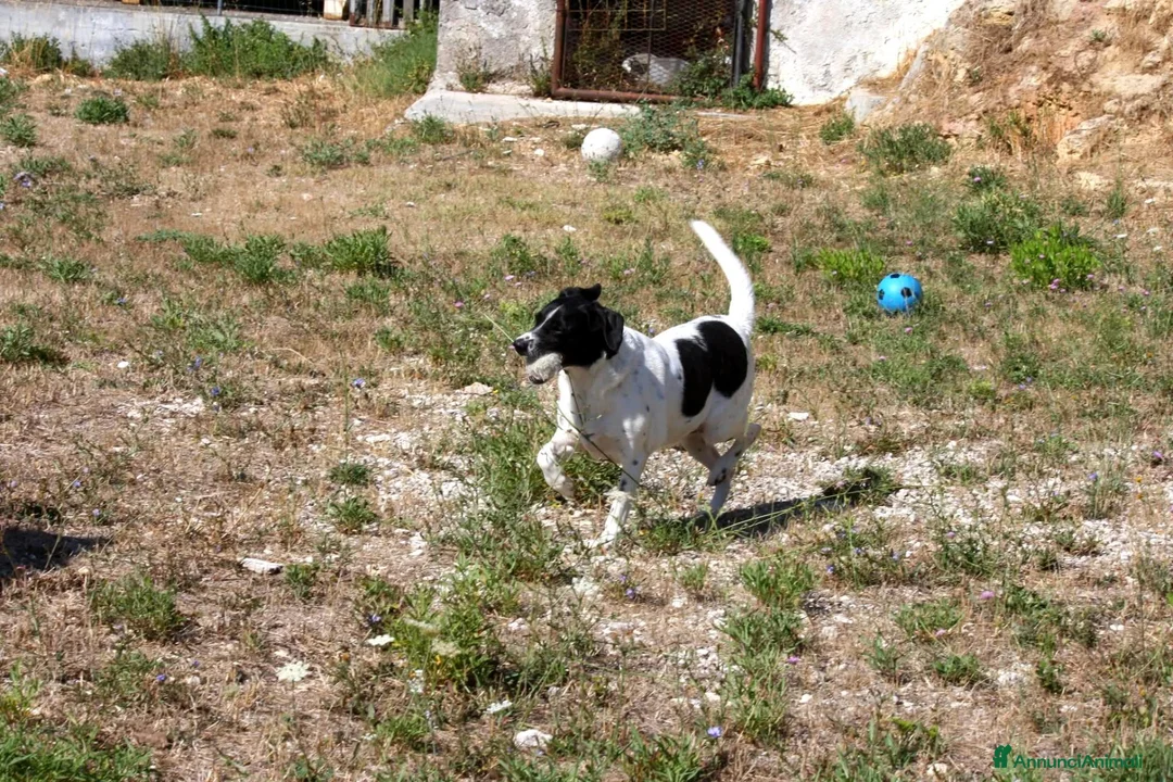 Meticcio cani in regalo: Pedro in adozione - Annuncio 7