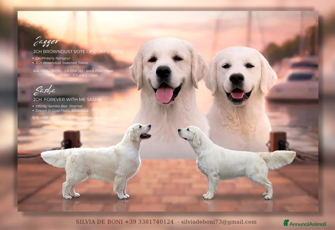 Golden Retriever cani in vendita: Cuccioli di Golden Retriever  a Provincia di Padova - Annuncio 1