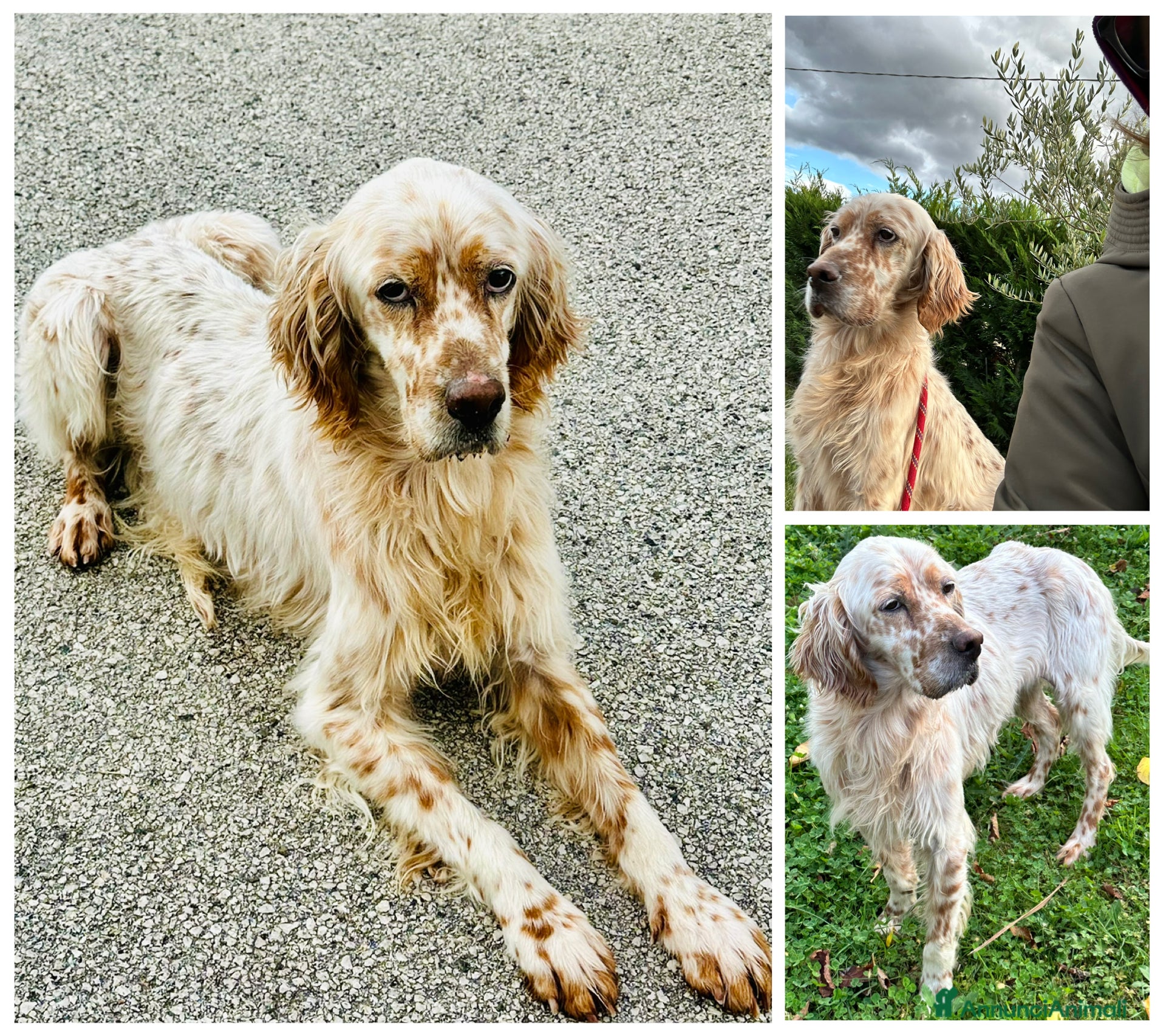 Setter Inglese cani Cooper - Annuncio 4