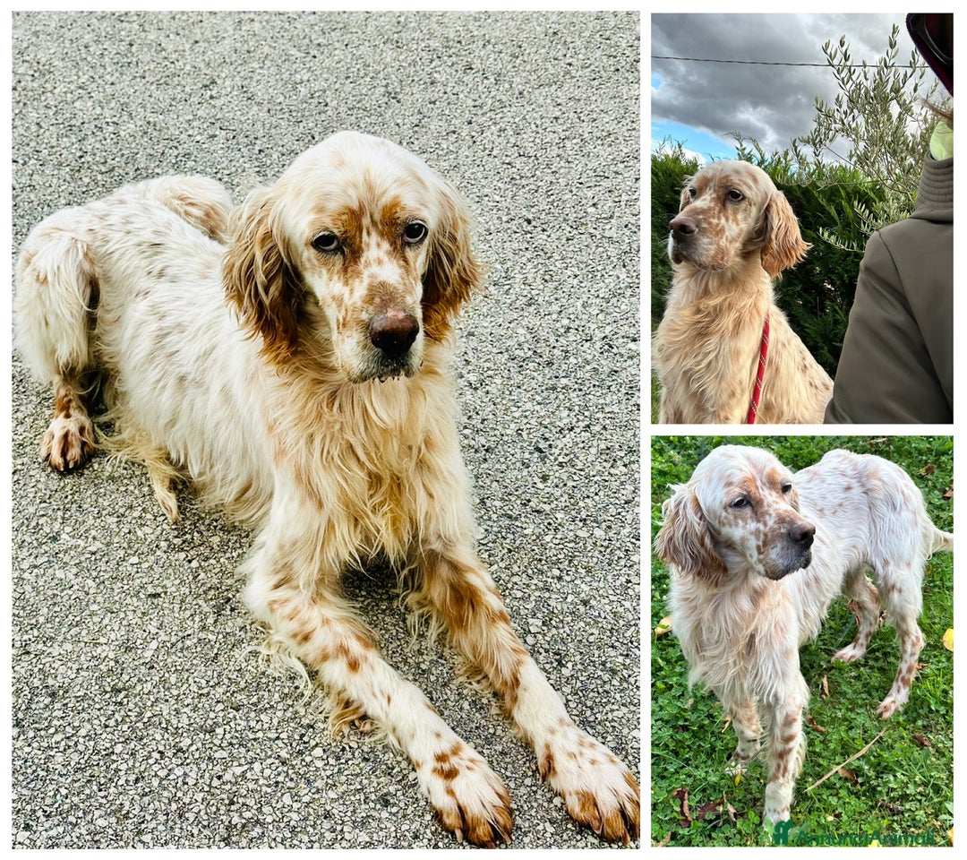 Setter Inglese cani in regalo: Cooper - Annuncio 1