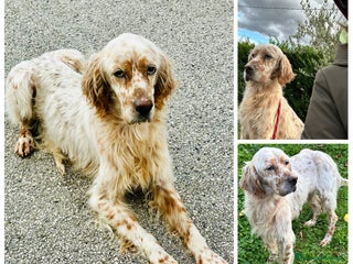 Setter Inglese cani Cooper - Annuncio 3