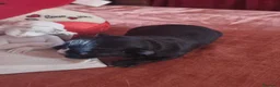 Chihuahua cani in vendita: Cuccioli di chihuahua toy  - Annuncio 14