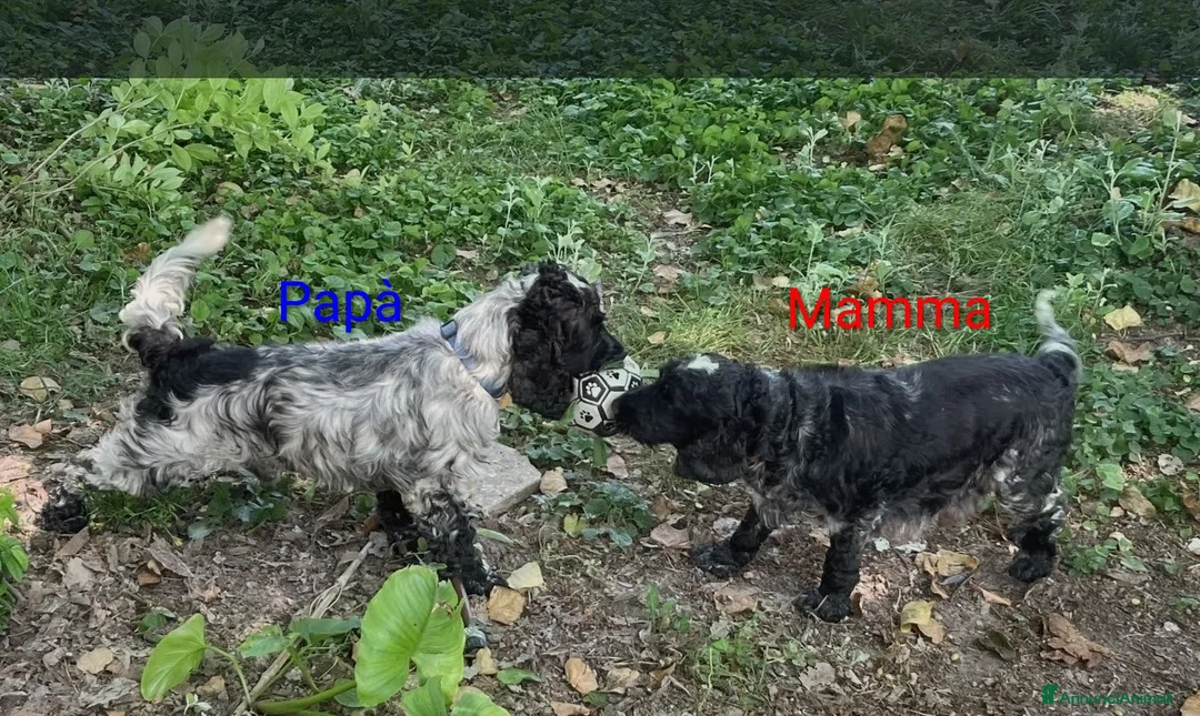 Cocker cani in vendita: Cucciolo Cocker Spaniel Inglese Blu Roano  - Annuncio 2