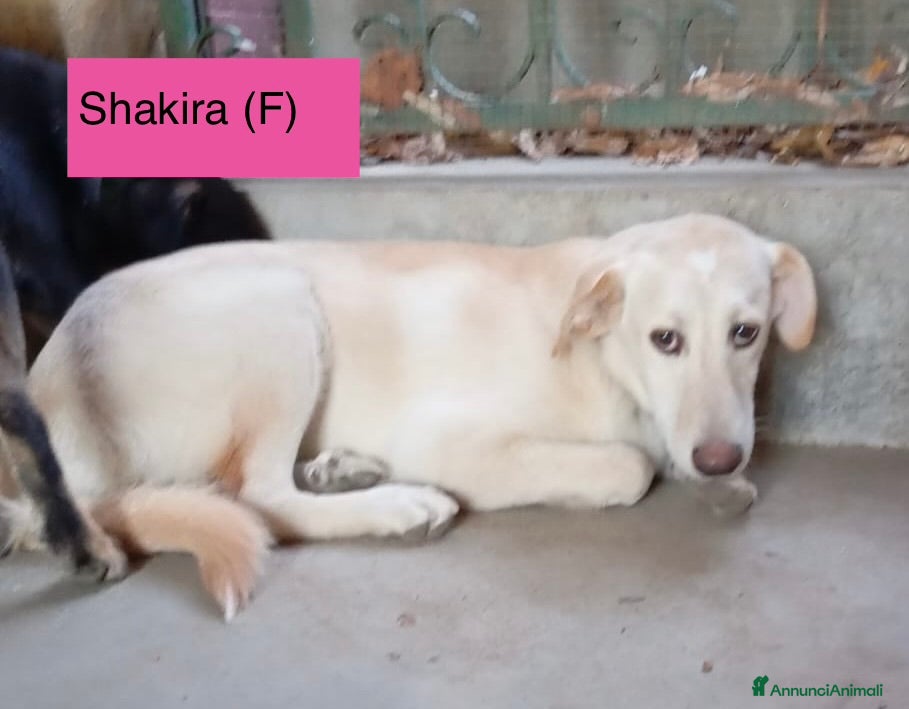 Meticcio cani Cuccioli di 5 mesi rinchiusi in box meritano amore - Annuncio 33