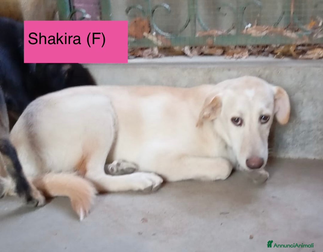 Meticcio cani in regalo: Cuccioli di 5 mesi rinchiusi in box meritano amore - Annuncio 1