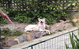 Meticcio cani in regalo: ALICE  a Città Metropolitana di Torino - Immagine 31