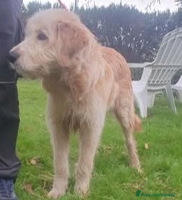 Meticcio cani Giacomo, cucciolone taglia media cerca casa - Annuncio 5