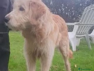 Meticcio cani Giacomo, cucciolone taglia media cerca casa - Annuncio 5