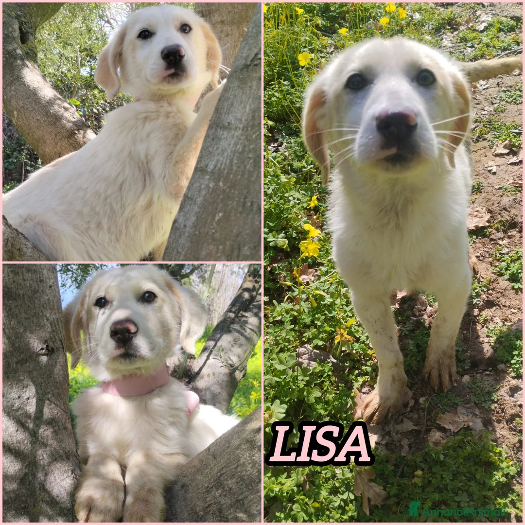 Meticcio cani in regalo: UNA MAMMA PER LISA a Provincia di Varese - Annuncio 2