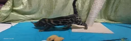 Bengala gatti in vendita: Stupendo maschietto Bengala  - Annuncio 5