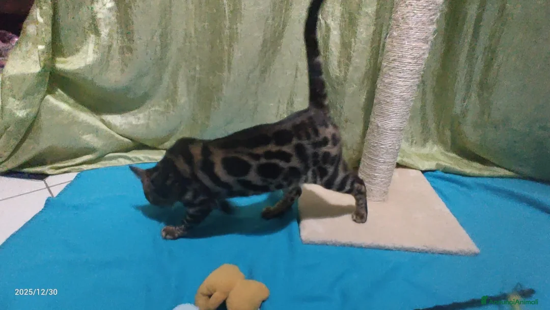 Bengala gatti in vendita: Stupendo maschietto Bengala  - Annuncio 5