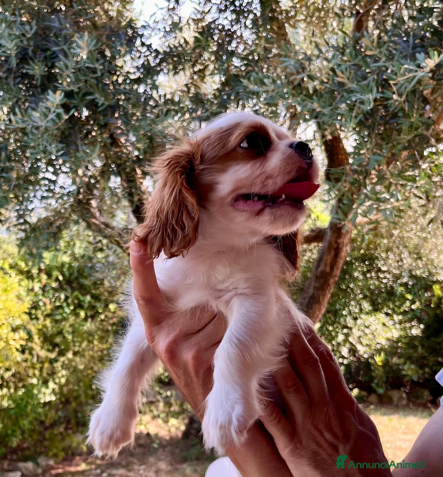 Cavalier King cani Splendido cucciolo altamente selezionato ! - Annuncio 2