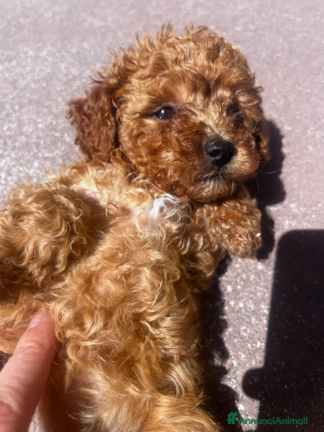 Barboncino Toy cani in vendita: Barboncini mini toy - Annuncio 2