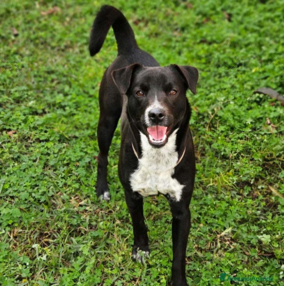 Meticcio cani CUCCIOLO MICKY - Annuncio 1